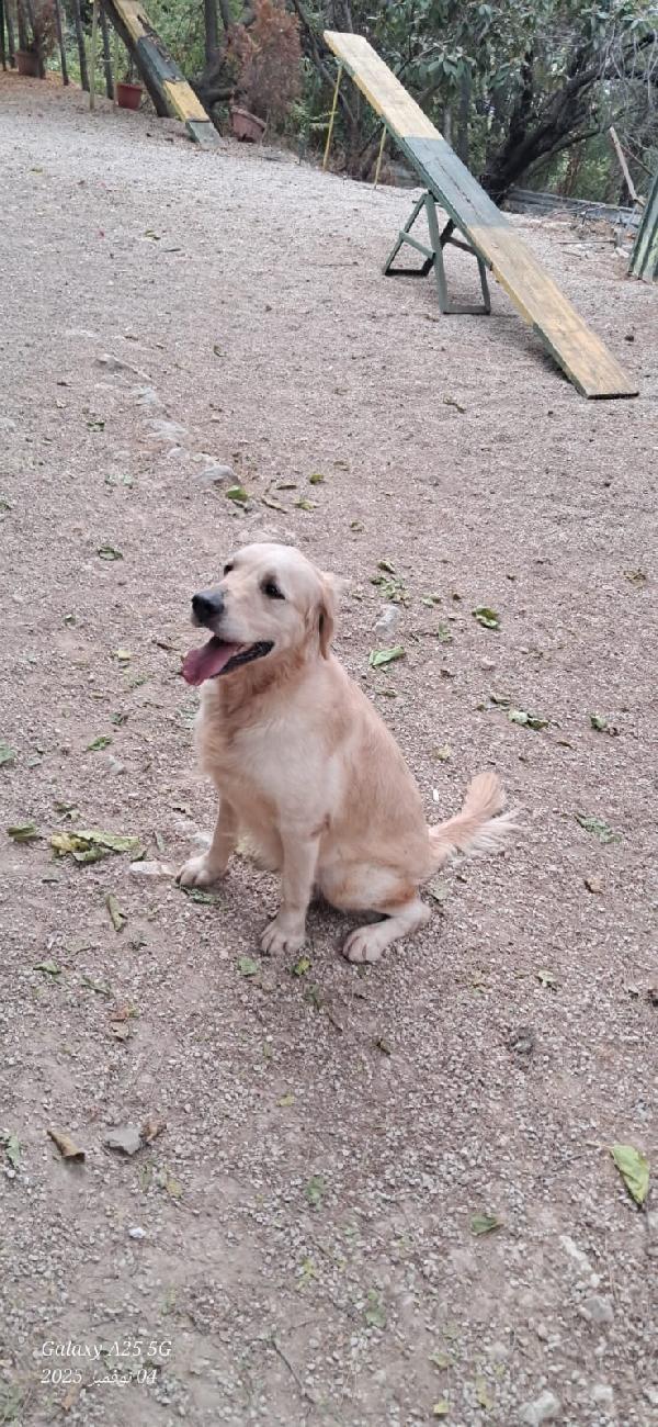 Casper, un simpatico Golden Retriever Foto 4